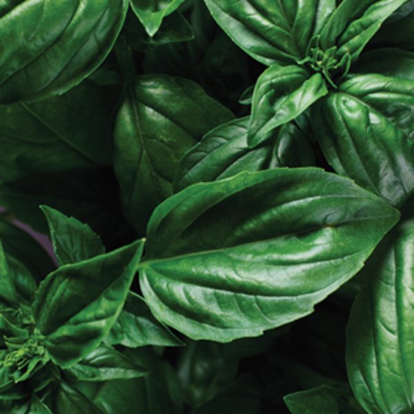 Wall Sprouts Planter Blossom Kit