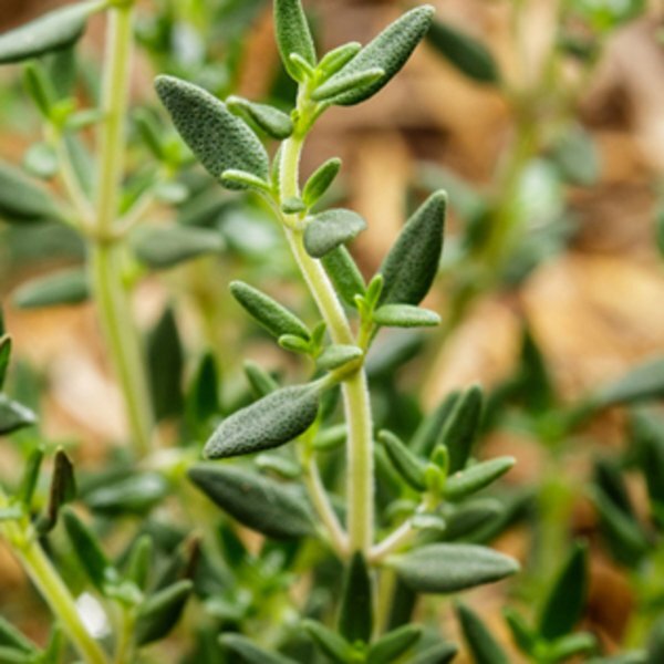 Wall Sprouts Planter Blossom Kit