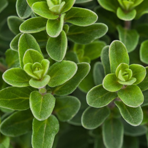 Wooden Wheel Barrow Blossom Kit