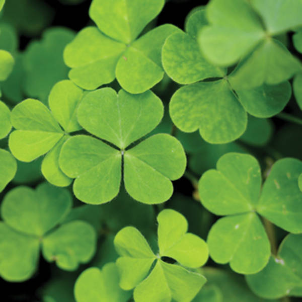 Wooden Wheel Barrow Blossom Kit