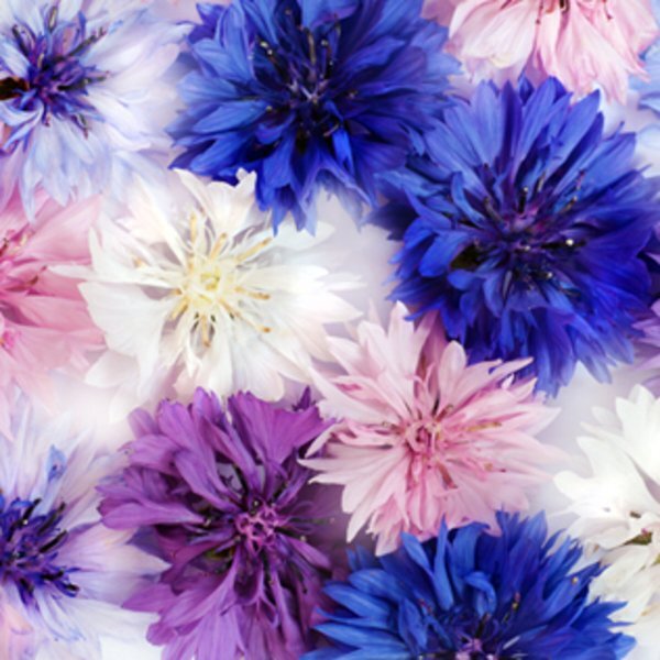 Wall Sprouts Indoor Garden Blossom Kit