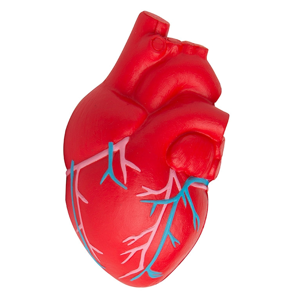 Anatomical Heart with Veins Stress Reliever