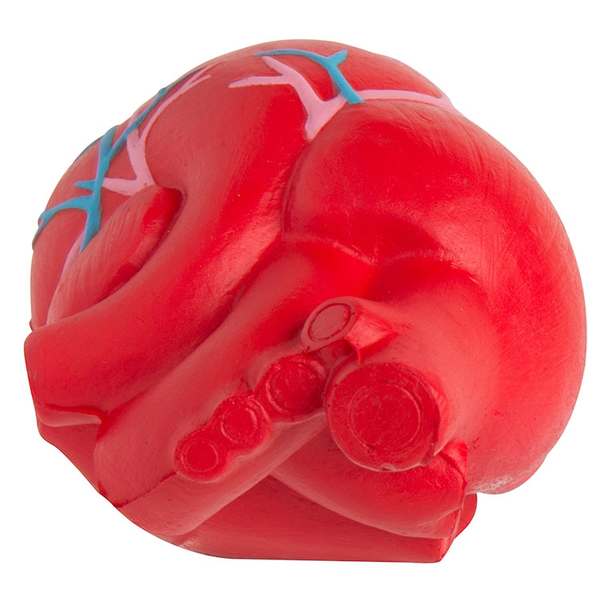 Anatomical Heart with Veins Stress Reliever