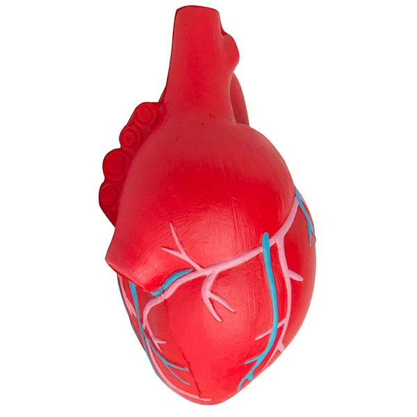 Anatomical Heart with Veins Stress Reliever