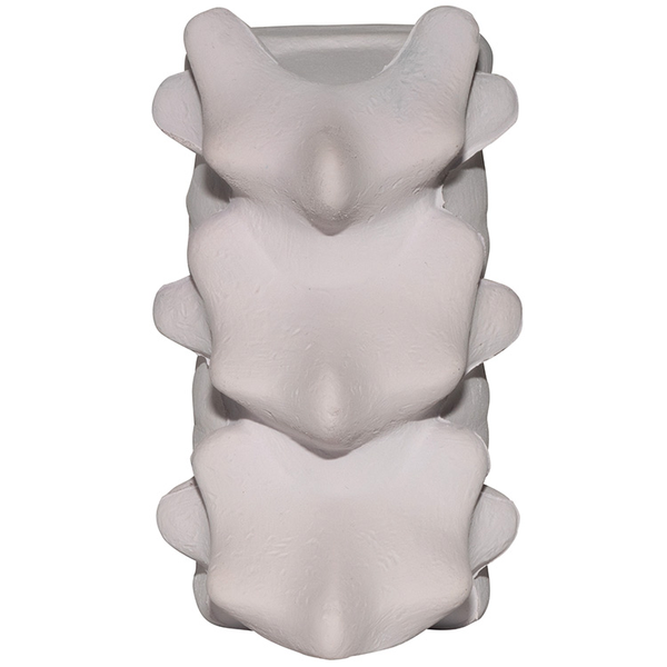 Spine w/ Vertebrae Stress Reliever