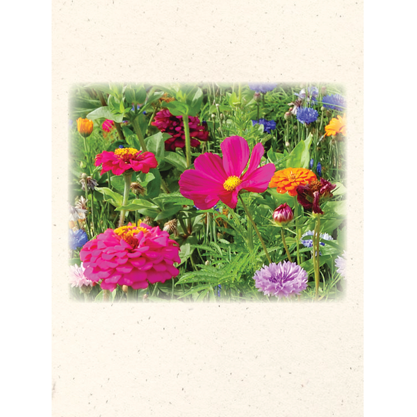 Butterfly Mix Flower Seed Packet