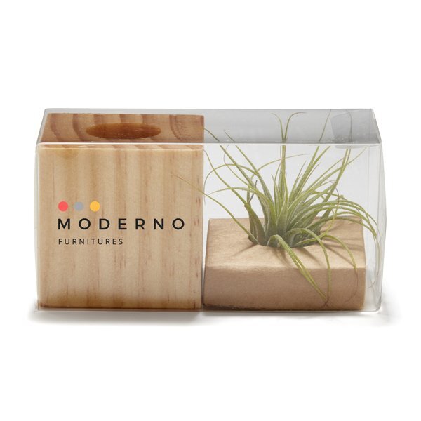 Wooden Cube Air Plant