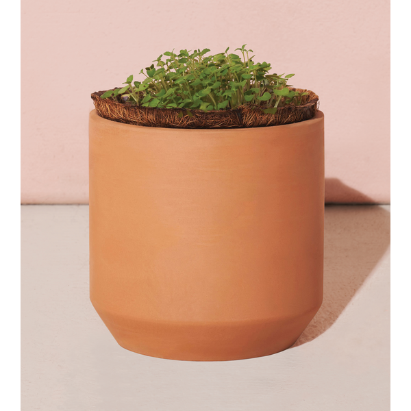 Modern Sprout® Tiny Terracotta Grow Kit - Thank You Daisies