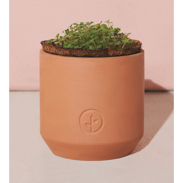 Modern Sprout® Tiny Terracotta Grow Kit - Thank You Daisies
