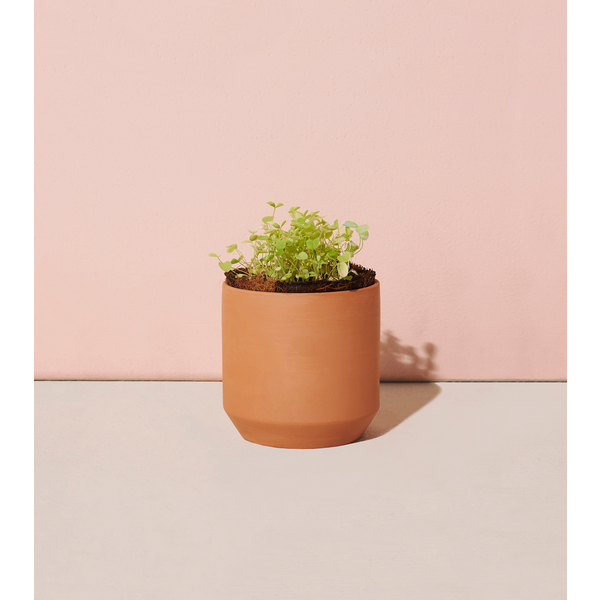Modern Sprout® Tiny Terracotta Grow Kit - Good Luck Clover