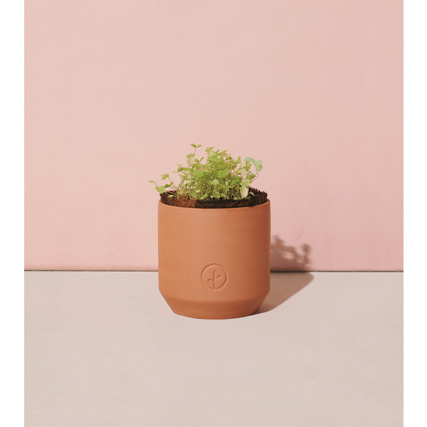 Modern Sprout® Tiny Terracotta Grow Kit - Good Luck Clover