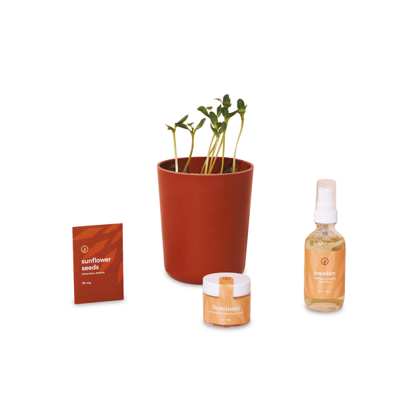 Modern Sprout® Shine Bright Take Care Sunflower Kit