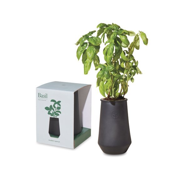 Modern Sprout® Tapered Tumbler Basil Grow Kit