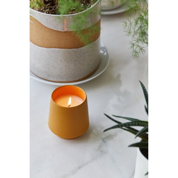 Modern Sprout® Rooted Candle - Lavender