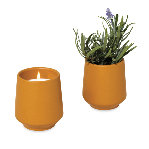 Modern Sprout® Rooted Candle - Lavender