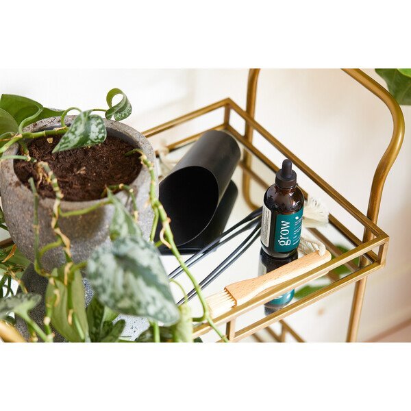 Modern Sprout® Plant Parent Care Kit