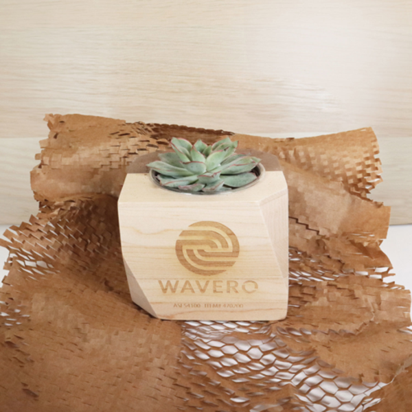 Geometric Maple & Walnut Wooden Planter Kit w/ Succulent