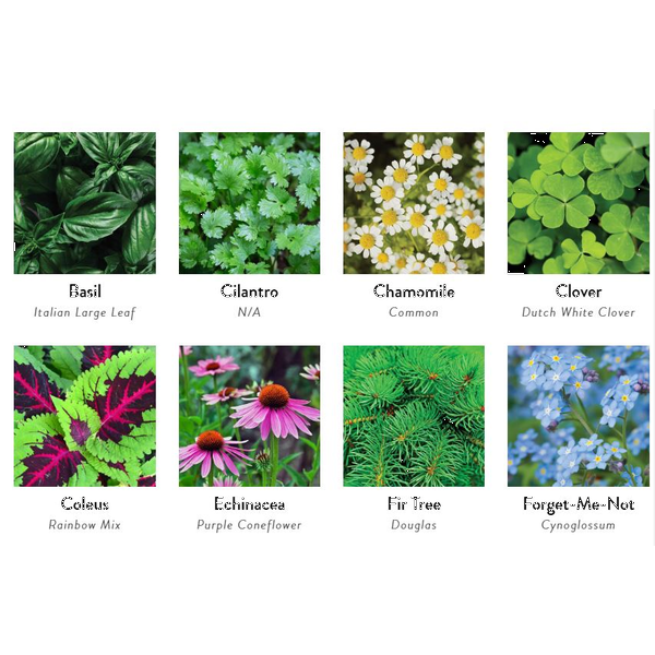 Stone Blossom Planter Kit