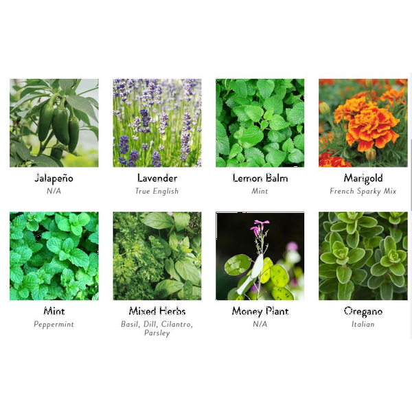 Stone Blossom Planter Kit