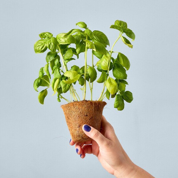 Modern Spout® Garden Seed Pop - Sweet Basil