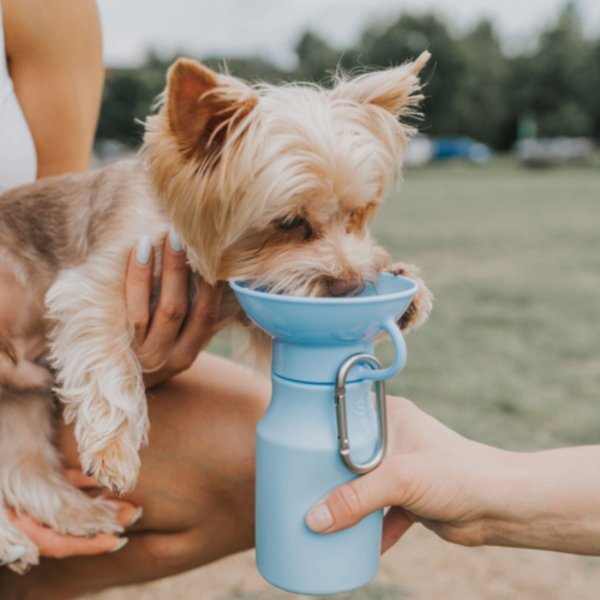 Springer Mini Travel Pet Water Bottle, 15 oz.