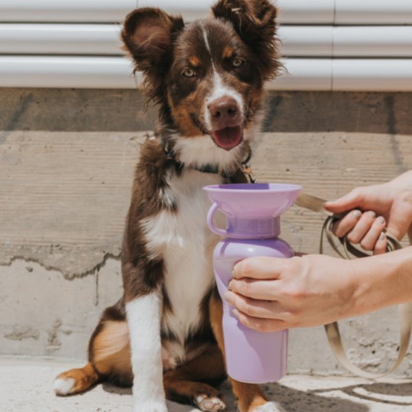 Springer Classic Dog Travel Water Bottle, 22 oz.