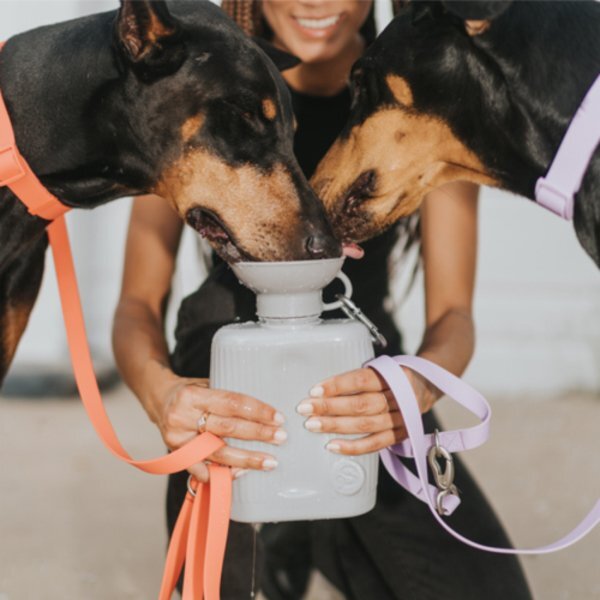 Springer Growler Pet Travel Bottle, 44 oz.