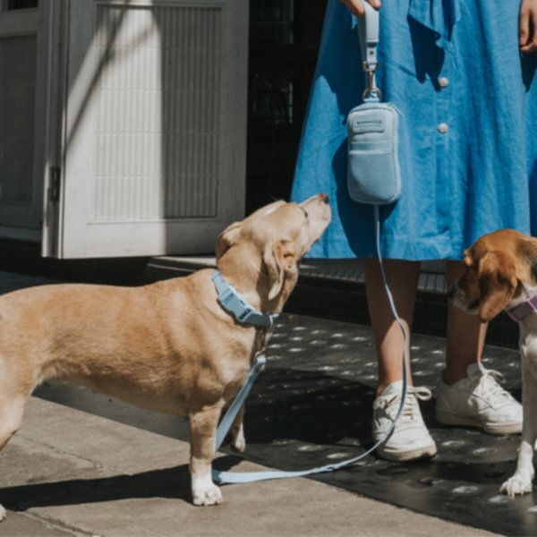 Springer 2-in-1 Walk Bag & Dog Leash Set