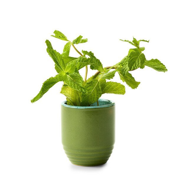 Modern Sprout® Garden Vibes Candle Mint Planter