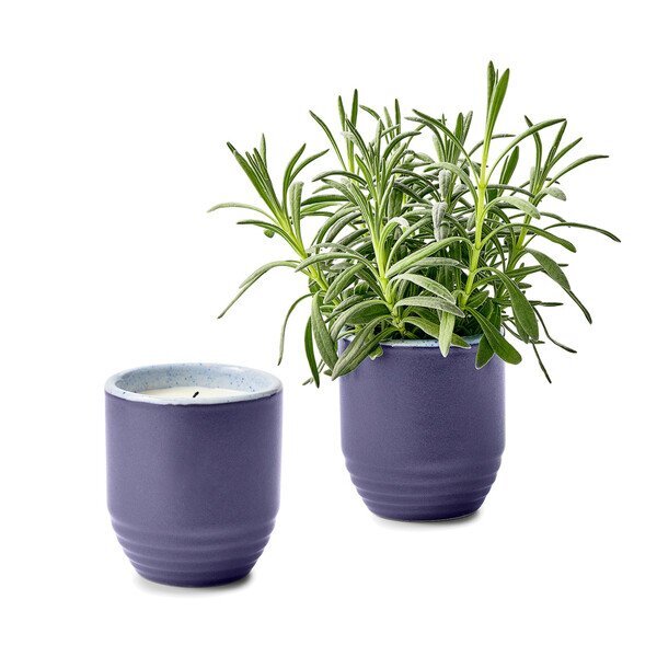 Modern Sprout® Garden Vibes Candle Lavender Planter