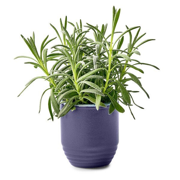 Modern Sprout® Garden Vibes Candle Lavender Planter