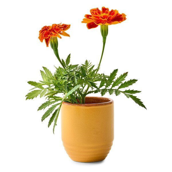Modern Sprout® Garden Vibes Candle Marigold Planter