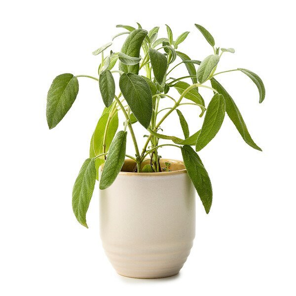Modern Sprout® Garden Vibes Candle Sage Planter