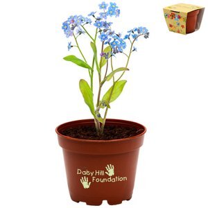 Forget-Me-Not (mixed colors)/ Mailable Seed Packet - Custom Printed Back