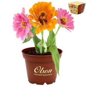 Petite Terra Cotta Flower Planter Kit