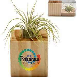 Wooden Cube Air Plant