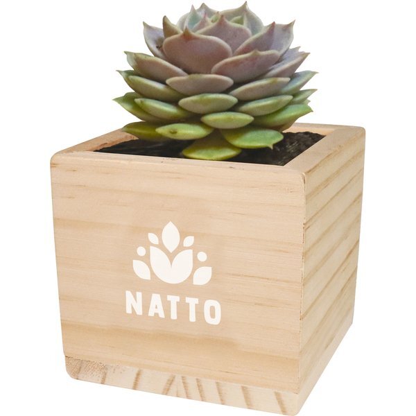 Wooden Cube Grow Kit w/ Succulent