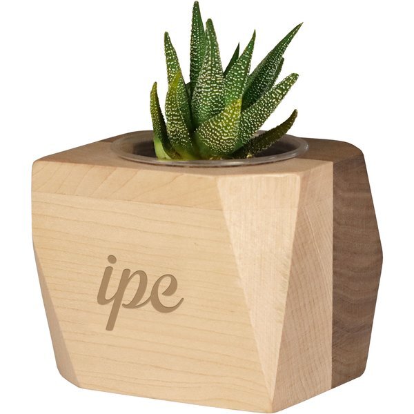 Geometric Maple & Walnut Wooden Planter Kit w/ Succulent