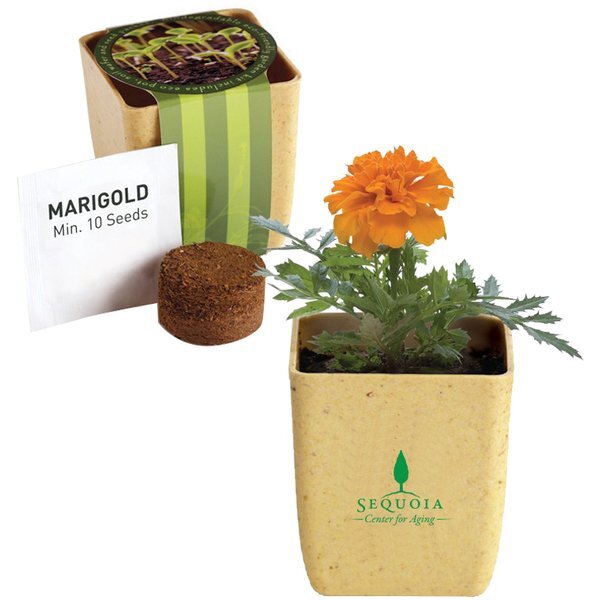 Flower Pot Set w/ Marigold Seeds
