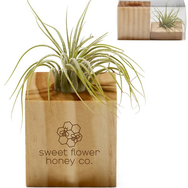 Wooden Cube Air Plant