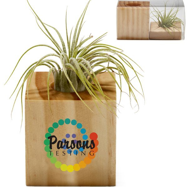 Wooden Cube Air Plant